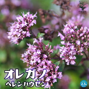 【マラソン期間★ポイント5倍】オレガノ ヘレンハウゼン 花苗 2.5号ポット ハーブ 花オレガノ Origanum Laevigatum 'Herrenhausen' herb ハナハッカ シソ ギフト プレゼント 贈り物 贈答 送料無料 即納