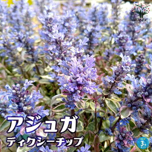 yzAWK fBNV[`bv ( fBLV[ ) ԕc 3|bg AK mL\E \P m\P Ajuga reptans Burgundy Glow K[fjO Mtg v[g  Mtg v[