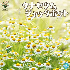 yz^iZc WbN|bg ԕc 10.5cm|bg ^iZ^ ^iPc jxE Tanacetumu niveum LN Vo[[t N  [