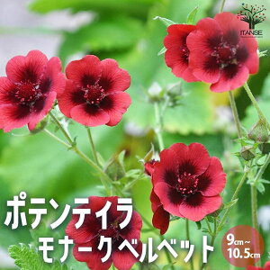 yz|eeB i[Nxxbg ԕc 10.5cm|bg ԕc Ԃ̕c |eeB LoC EQ T o Potentilla nepalensis i`K[f  [