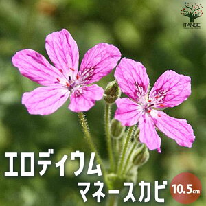 yzGfBE }l[XJr ԕc 10.5cm|bg  J Ԏ  ԕc Jt Ϗܗp  c K[fjO  [