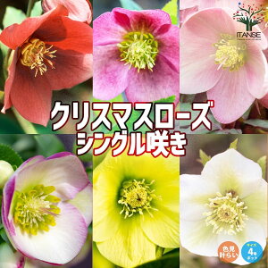 yzNX}X[Y "VO炫" F~bNXv炢Zbg  4|bgc Helleborusspp. L|EQȃw{X _ t[Mtg v[g   [