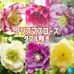 yzNX}X[Y "_u炫" F~bNXv炢Zbg ԕc 4|bgc Helleborusspp. L|EQȃw{X o L|EQ w{X _ t[Mtg v