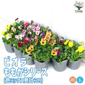 yzrI ""V[Y F~bNXv炢Zbg ԕc 3|bgc A\[g Viola wittrockiana AJ Ϗܗp A A  Ԓd  x_  Of[V 