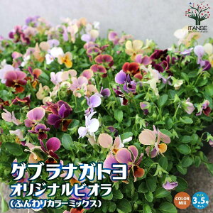 yzQuiKg "IWirI" ӂJ[~bNX ԕc 2.5`3.5|bg X~ F~bNX v炢 A\[g Viola wittrockiana AJ Ϗܗp A A  