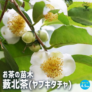 yz̕c i:Mk ( uL^` )  4.5 Mk Ԃ Ԃ c ̖ `mL  coL  Camellia sinensis ɐ É F Ύ  