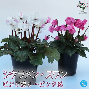 yzVN X sNi`sNn F~bNXv ԕc 4 ~jVN tW tW炫 Cyclamen persicum swanTN\E  Ԓd  Mtg 蕨 v