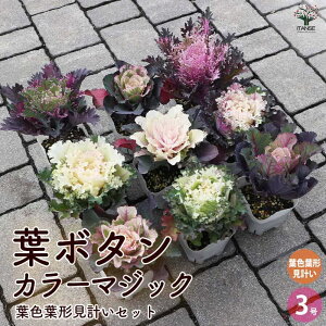 yzt{^ J[}WbN tFt`vZbg ԕc u[Pd3|bg n{^̕c tO t{^ t{^̕c Y 񂹐A K[fjO Mtg v[g 