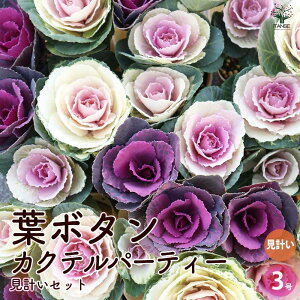 yzt{^ JNep[eB[ vZbg ԕc 3{gu[Pd 3|bg n{^̕c tO t{^ t{^̕c Y 񂹐A K[fjO Mtg v[g