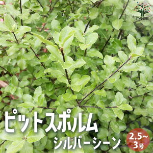 yzsbgX| Vo[V[ ԕc 3|bg A A؂̕c J[[t  ؂̕c sbgX|  Pittosporum tenuifolium  [