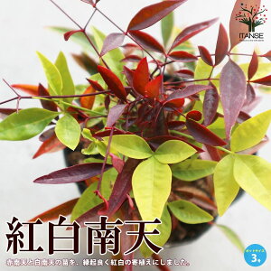 yzgV ( REnNie )  3|bg IJie ȂĂ ie  悯 N N J[[t _ _ _ ډB  [