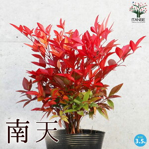 y}\N[|zzzV ( ie )  3.5|bgLTCY IJie ȂĂ ie  悯 N N J[[t _ _ _ ډB  