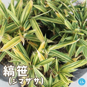 yzȍ ( V}UT ) ԕc 2.5|bgc ̕c ȍ V}UT t  `S V}_P  Isachne globos  [