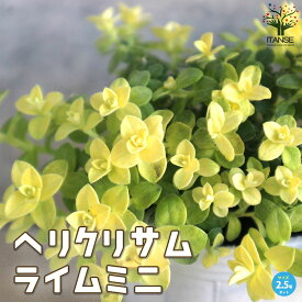 【SS期間★P5倍】ヘリクリサム ライムミニ 花苗 2.5号ロングポット 麦藁菊 ムギワラギク 帝王貝細工 テイオウカイザイク ストローフラワー エバーラスティング 紅葉 グランドカバー 送料無料 即納