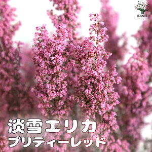 yzWGJ veB[bh ( ZsN )  4`5 |i 񂹐A 񂹐A c Ԗ A ~ K[fjO ӏ ͔| 뉀؉  [