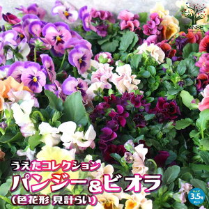 yzRNVpW[&rI ԕc 3.5|bg F~bNX Viola F~bNX AJ X~ A A  Ԓd  x_  񂹐A t[Mtg PVP 