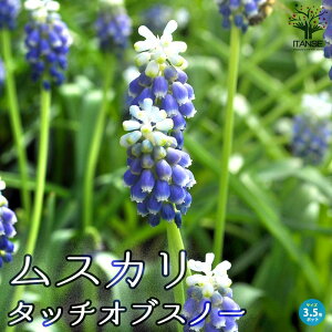 yzXJ ^b`IuXm[ oc ԕc 3.5|bg  Ԃ̋ XJ ނ 񂹐A K[fjO ӏ ͔| 뉀؉  [