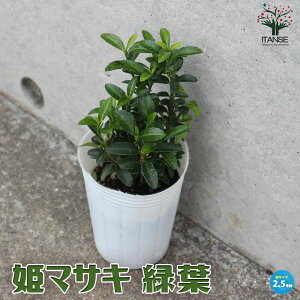 ySSԑSi10OFFzP}TL  2.5|bg P}TL Ђ߂܂ P CIj}X q}TL }TL Euonymus boninensis jVLM  [
