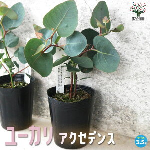 ユーカリ 苗」の人気商品一覧 | 安い商品を通販サイトから探す - 価格.com