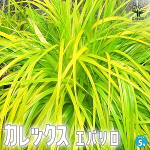 �ySS���ԁ�P5�{�z�J���b�N�X �G�o���� ( �G���@���� ) �ԕc 5���|�b�g �J���[���[�t ���̕c �� �c ���[�t �J���b�N�X Carex oshimensis �J���c���O�T �������� ���[