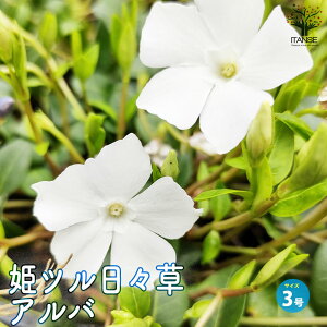 yzPcX ( qcj`j`\E ) Ao ԕc 3|bg c ̕c ԕc Ԃ̕c OhJo[̕c PcX qcj`j`\E  [