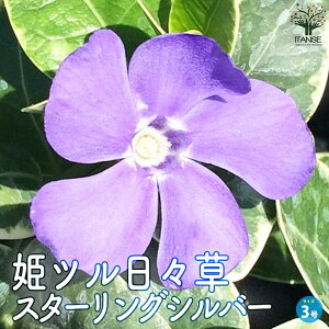 yzPcX ( qcj`j`\E ) X^[OVo[ ԕc 3|bg c ̕c ԕc Ԃ̕c OhJo[̕c PcX qcj`j`\E  [