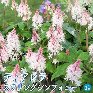 y}\N[|zzzeBA XvOVtHj[ ԕc 3|bg ԕc Ԃ̕c eBA tH[t[ Form Flower Tiarella  [