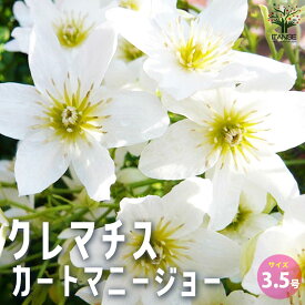 【送料無料】クレマチス カートマニージョー 花苗 3.5号ポット 花苗 花の苗 花木の苗 花木 苗 クレマチス Clematis 風車 カザグルマ 鉄線 テッセン 送料無料 即納