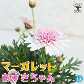 【送料無料】マーガレット あずきちゃん 花苗 3.5号ポット アンジェリック スイーツ アネモネ咲き Argyranthemum frutescens キク科 アルギランセマム属 PVP 送料無料 即納
