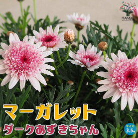 【送料無料】マーガレット ダークあずきちゃん 花苗 3.5号ポット アンジェリック スイーツ アネモネ咲き Argyranthemum frutescens キク科 アルギランセマム属 PVP 送料無料 即納