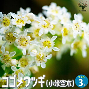 yzRSEcM ( ċ ) ԕc 3|bg Ԗ؂̕c Ԗ A؂̕c c RSEcM ċ  Lace shrub Stephanandra incisa  [