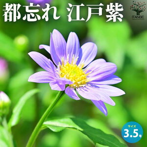 苗 ミヤコワスレ」の人気商品一覧・価格比較 - 価格.com