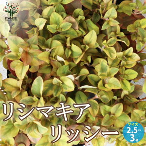 yzV}LA bV[ ԕc 2.5`3|bg ԕc Ԃ̕c  c J[[t̕c V}LA N[sOWFj[ TN\E Lysimachia congestiflora h  [