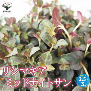 yzV}LA ~bhiCgT ԕc 2.5`3|bg ԕc Ԃ̕c  c J[[t̕c V}LA N[sOWFj[ TN\E Lysimachia congestiflora h  [