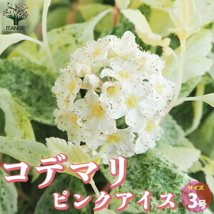 yzRf} sNACX ԕc 3|bg { { e}oi | XYJP 񂹐A  [