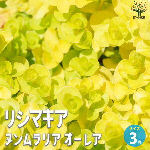 yzV}LA kA I[A ԕc 3|bg ԕc Ԃ̕c  c J[[t̕c V}LA N[sOWFj[ TN\E Lysimachia congestiflora h  [