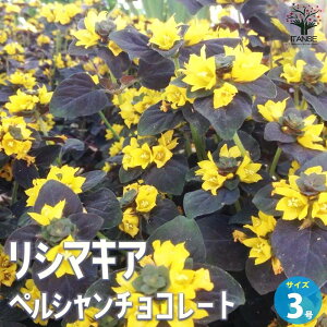 ySSԑSi10OFFzV}LA yV`R[g ԕc 3|bg ԕc Ԃ̕c  c J[[t̕c V}LA N[sOWFj[ TN\E Lysimachia congestiflora h 