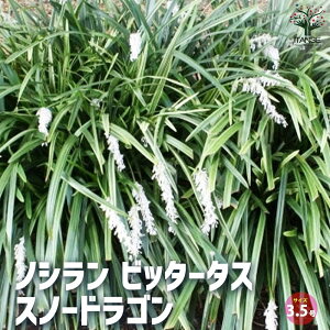 yzmV rb^[^X Xm[hS ԕc 2.5|bg ԕc Ԃ̕c J[[t c mV l ItBI|S Vo[[t  [