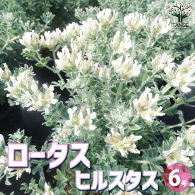 【送料無料】ロータス ヒルスタス【花苗 6号ポット大苗】マメ科 ロータス ヒルスタス 寄植え ガーデニング