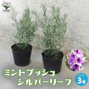 yz~gubV Vo[[t ԕc 3|bg Ԗ؂̕c Ԗؕc ~gubV vX^e oNXe I[W[vc  [