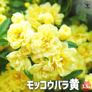 yzbREo  d炫 ԕc 3.5|bg bREoc bREo̕c d炫 KNc oc oc d  [