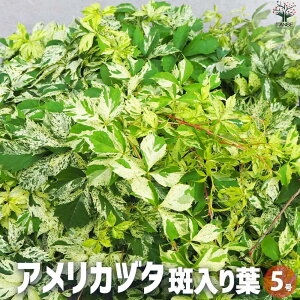 yzAJd^ oGK[^ ( t ) ԕc 5|bg J[[t Ԃ̕c 鐫 c oGK[^ I_c^ Ji_c^  [