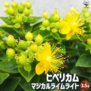 yzqyJ }WJCCg ԕc 3.5|bg IgM\E Hypericum Miracle night gJ[ t PVP  [