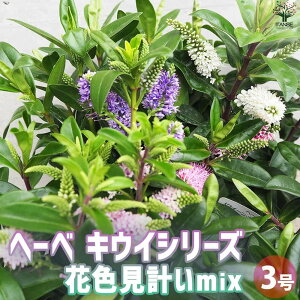 yzց[ LECV[Y JtԐF~bNXv ԕc 3O|bg Ԃ̕c Ԗ؂̕c Ԗؕc J[[t  [