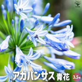 【送料無料】アガパンサス 青花 花苗 3.5号ポット 花苗 花の苗 ユリ 紫君子蘭 ムラサキクンシラン Agapanthus 送料無料 即納