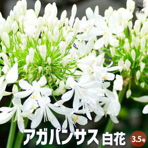 yzAKpTX  ԕc 3.5|bg ԕc Ԃ̕c  Nq TLNV Agapanthus  [