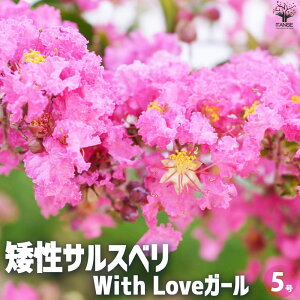 yz␫TXx̕c iFWith Love K[ ԕc 5|bg Ԗ Ԗ؂̕c Ԃ̕c ␫ TXx Sg qNWcRE PVP  [