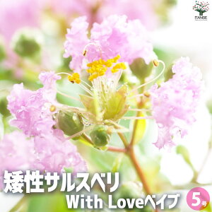 yz␫TXx̕c iFWith Love xCu ԕc 5|bg Ԗ Ԗ؂̕c Ԃ̕c ␫ TXx Sg qNWcRE PVP  [