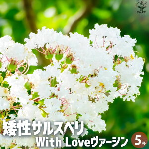 yz␫TXx̕c iFWith Love @[W ԕc 5|bg Ԗ Ԗ؂̕c Ԃ̕c ␫ TXx Sg qNWcRE PVP  [