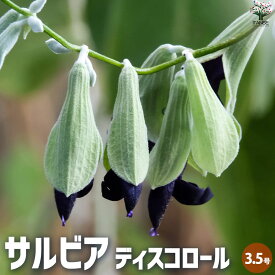 【送料無料】サルビア ディスコロール 花苗 3.5号ポット 花の苗 サルビア 初心者 鉢植え 地植え ガーデニング 送料無料 即納